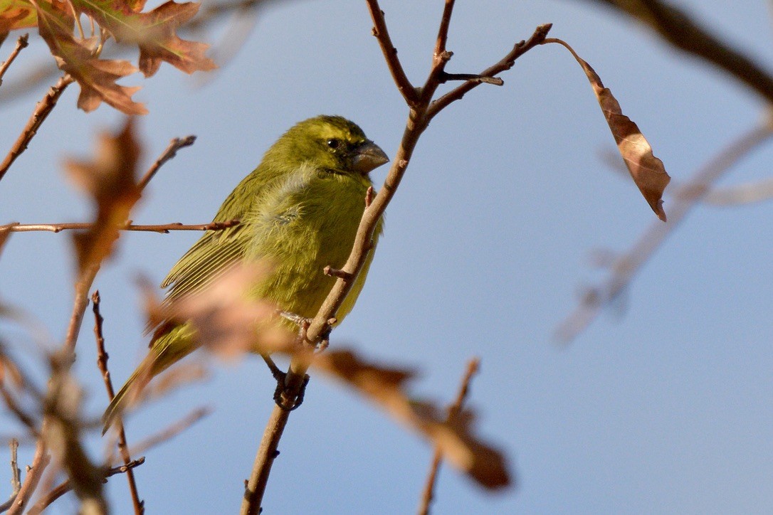 Brimstone Canary - Sarel Snyman