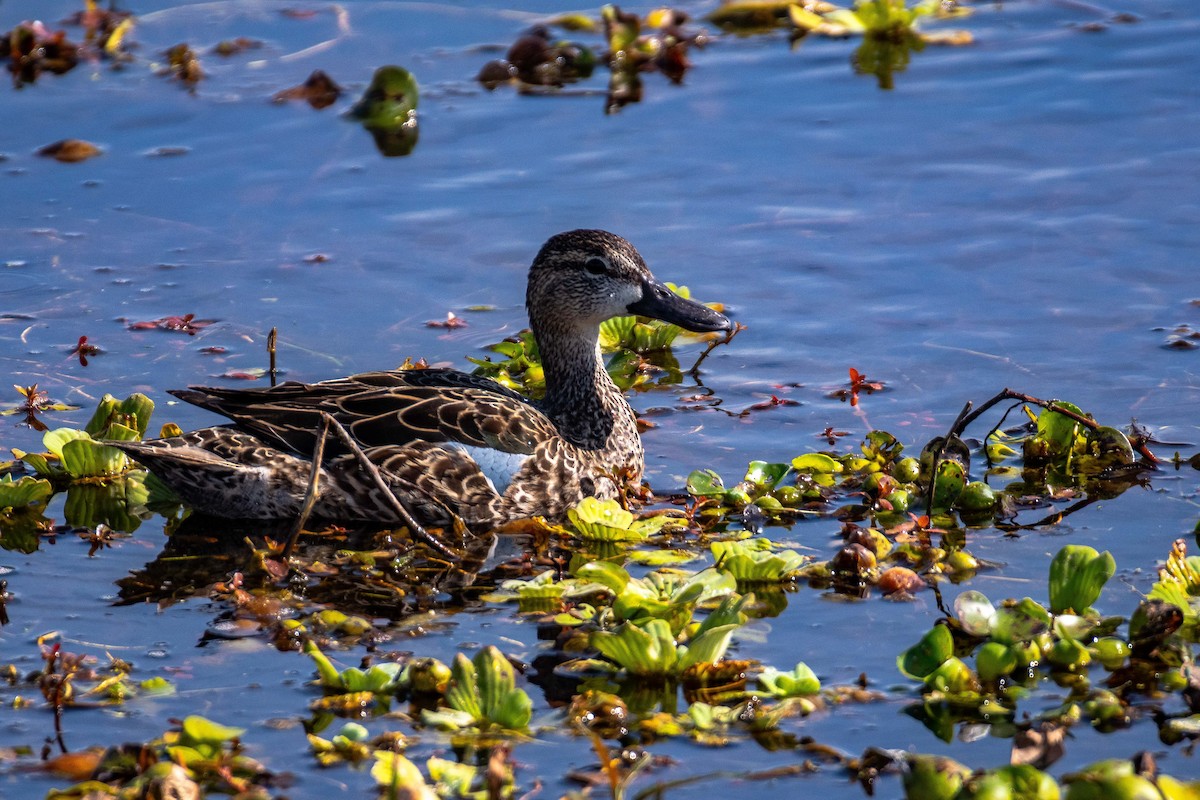 Blue-winged Teal - Roger Katzenberg