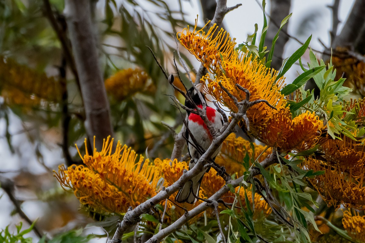 Rose-breasted Grosbeak - David Ornellas