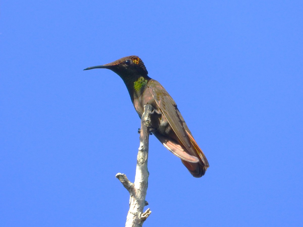 Ruby-topaz Hummingbird - Braulio Carlos