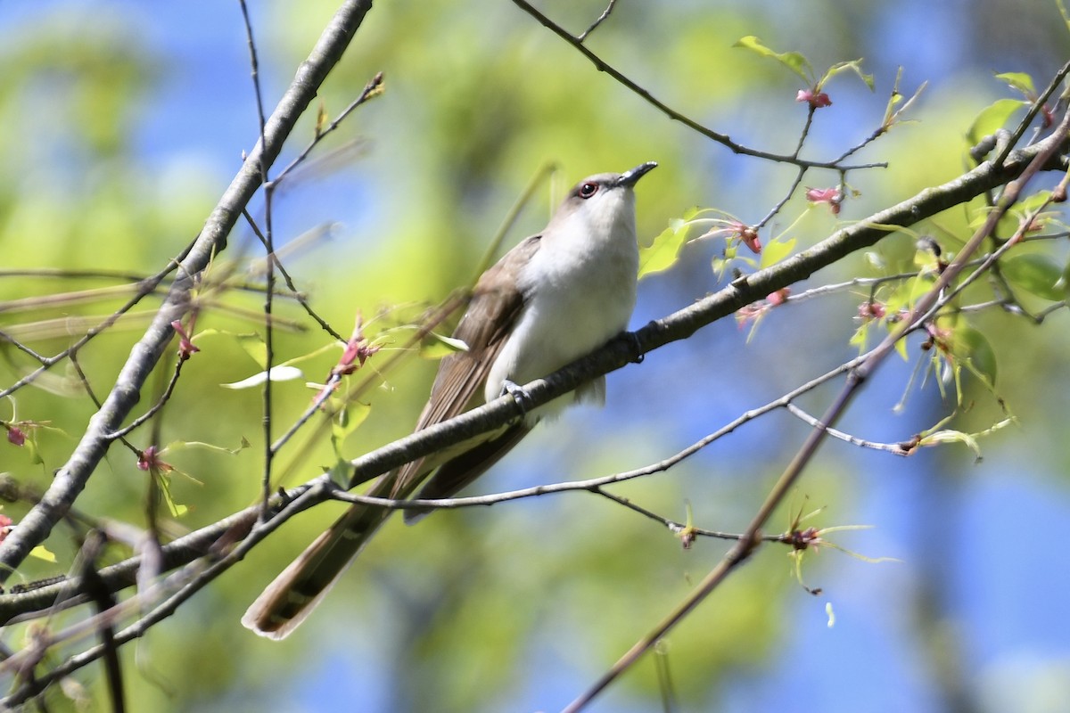 Black-billed Cuckoo - Tim Healy