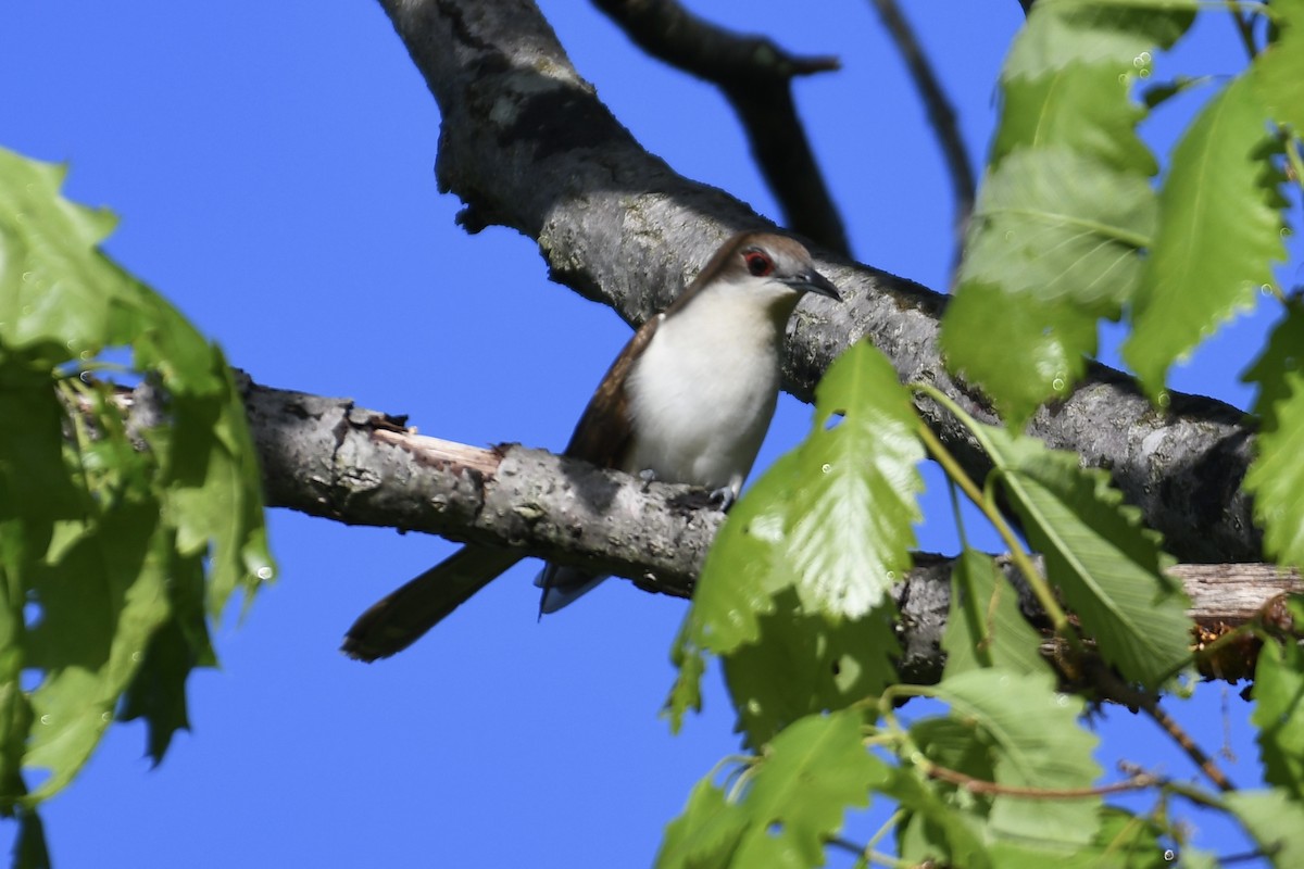 Black-billed Cuckoo - Tim Healy