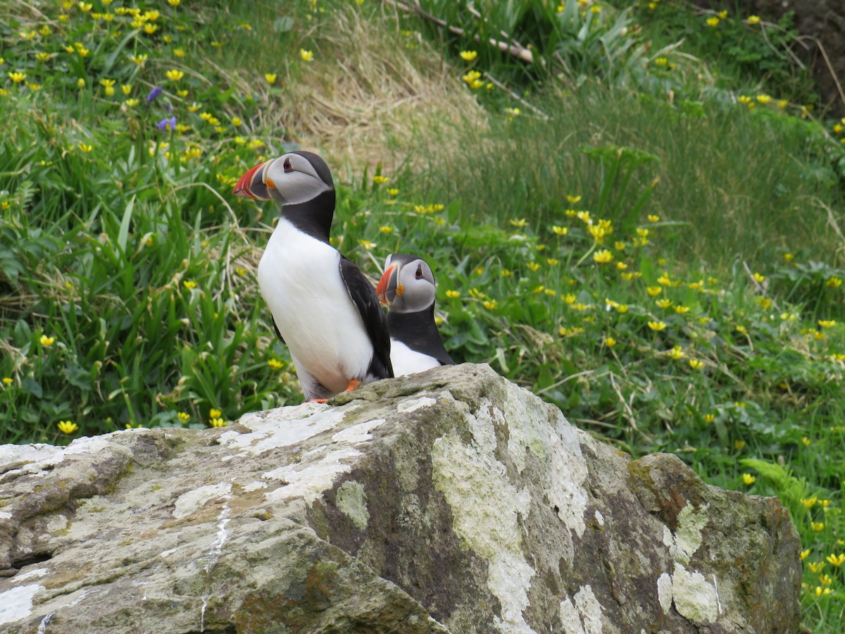 Atlantic Puffin - Sally Bergquist