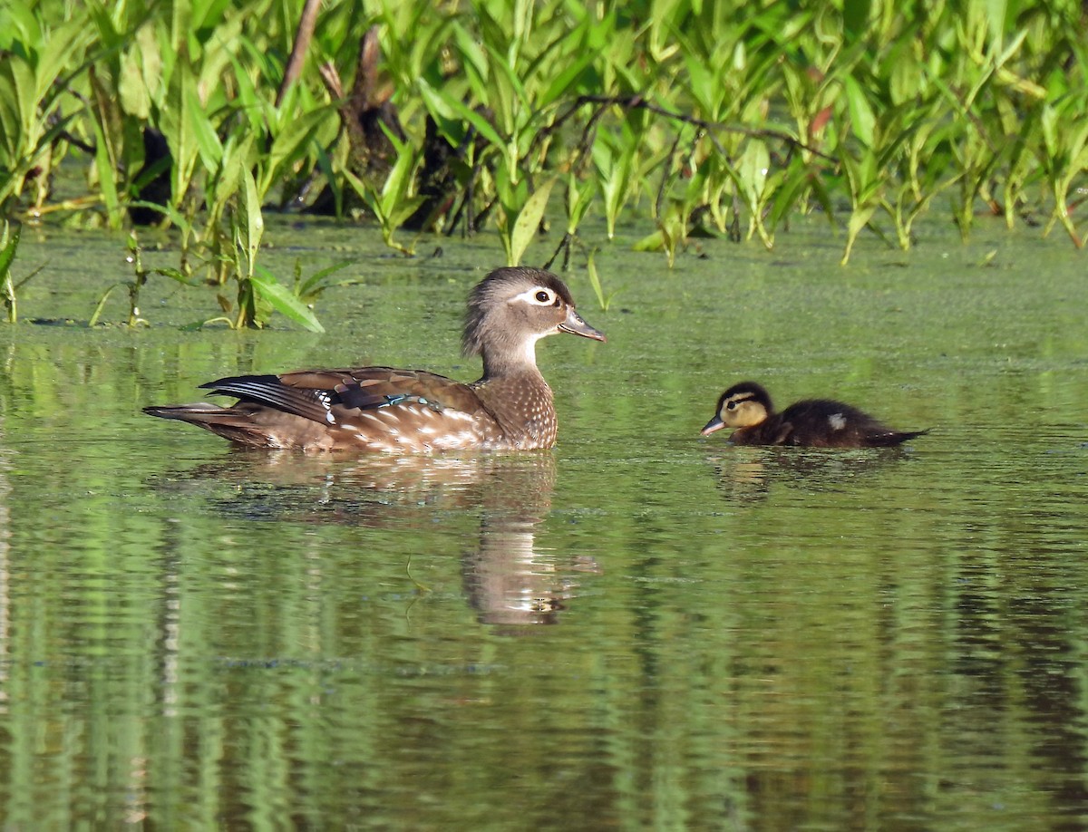 Wood Duck - Nicole H