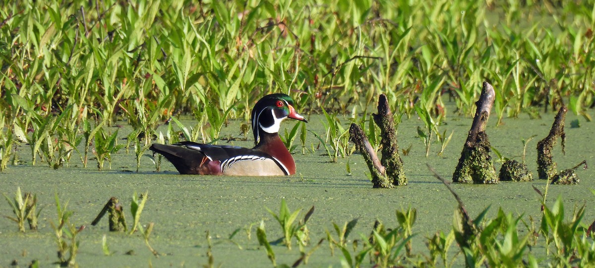 Wood Duck - Nicole H