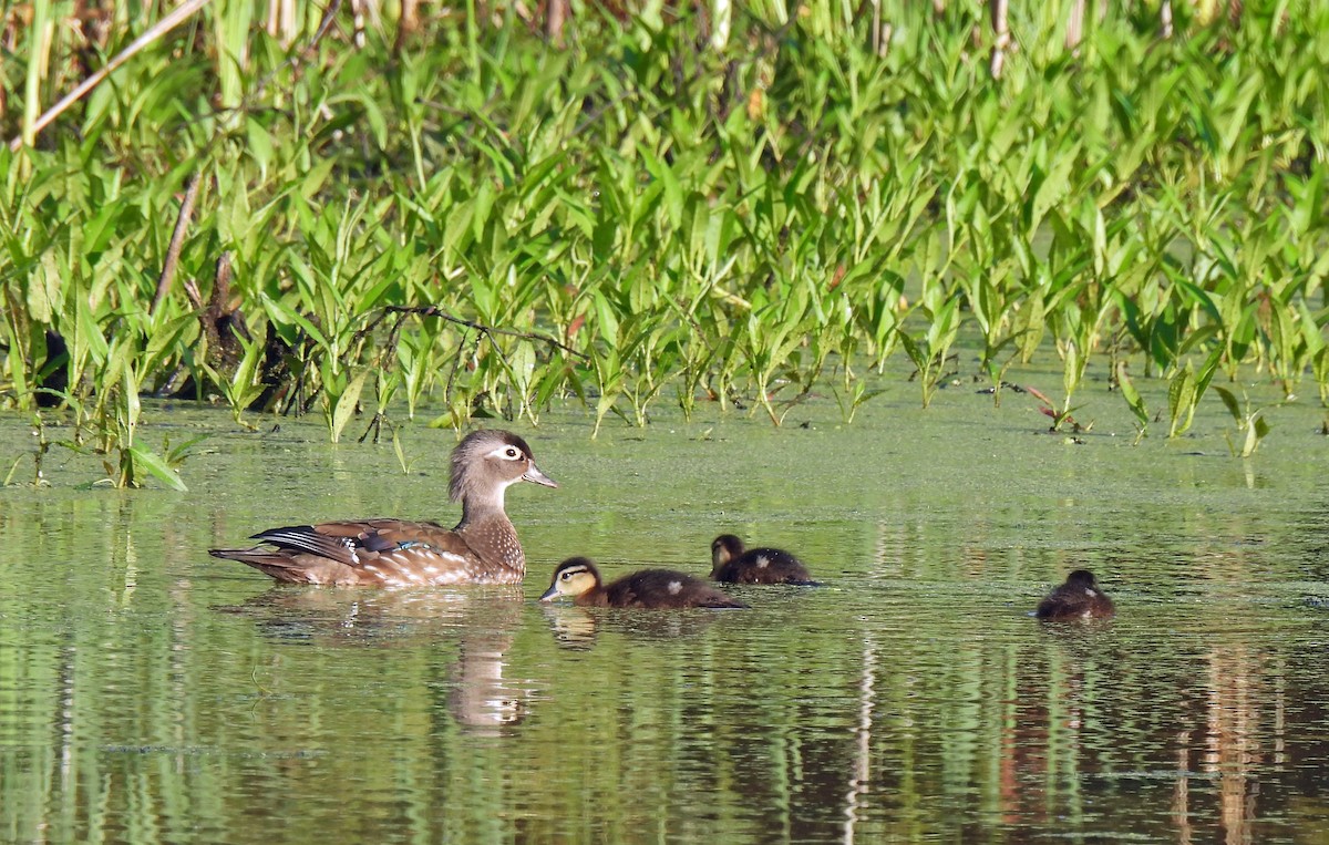 Wood Duck - Nicole H