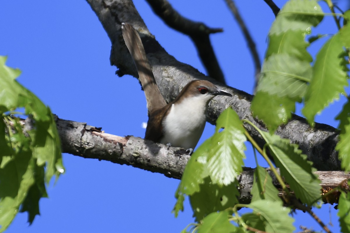 Black-billed Cuckoo - Tim Healy