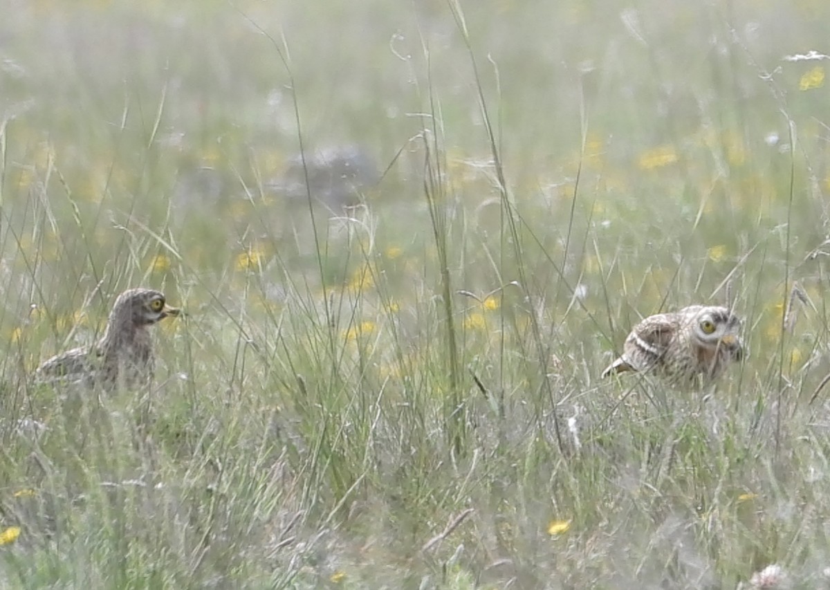 Eurasian Thick-knee - Roberto Calleja Sanz