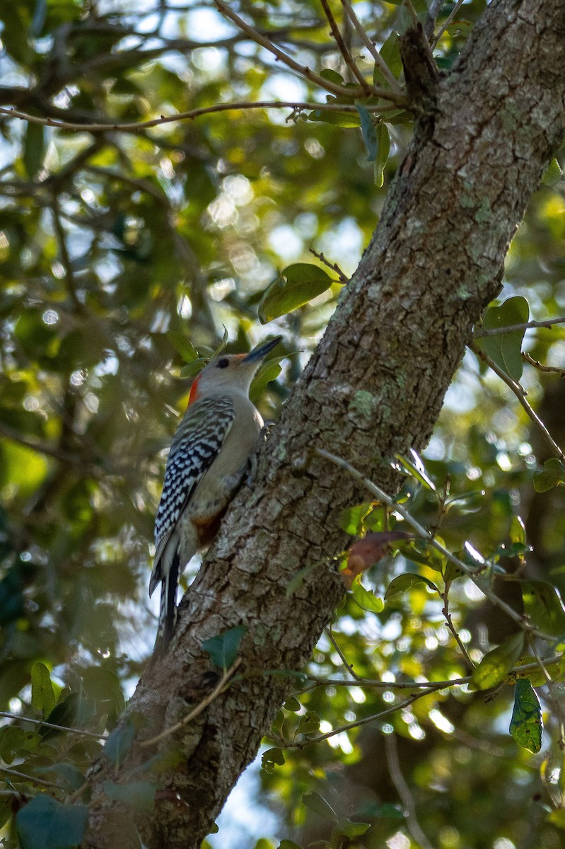 Red-bellied Woodpecker - ML618907281