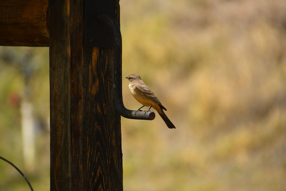 Say's Phoebe - ML618907285