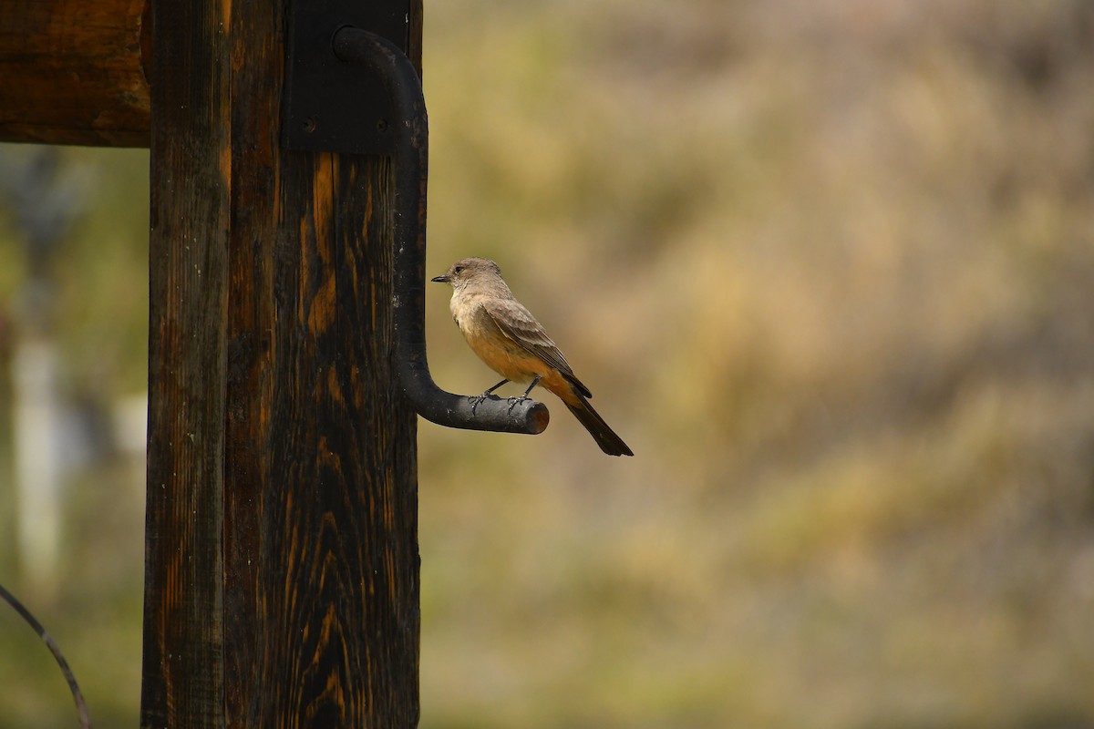 Say's Phoebe - ML618907286