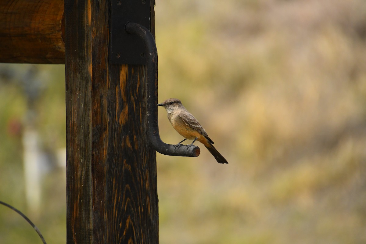 Say's Phoebe - ML618907288