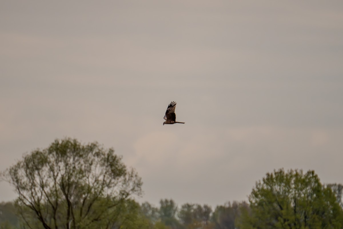 Black Kite - Кристина Толстых