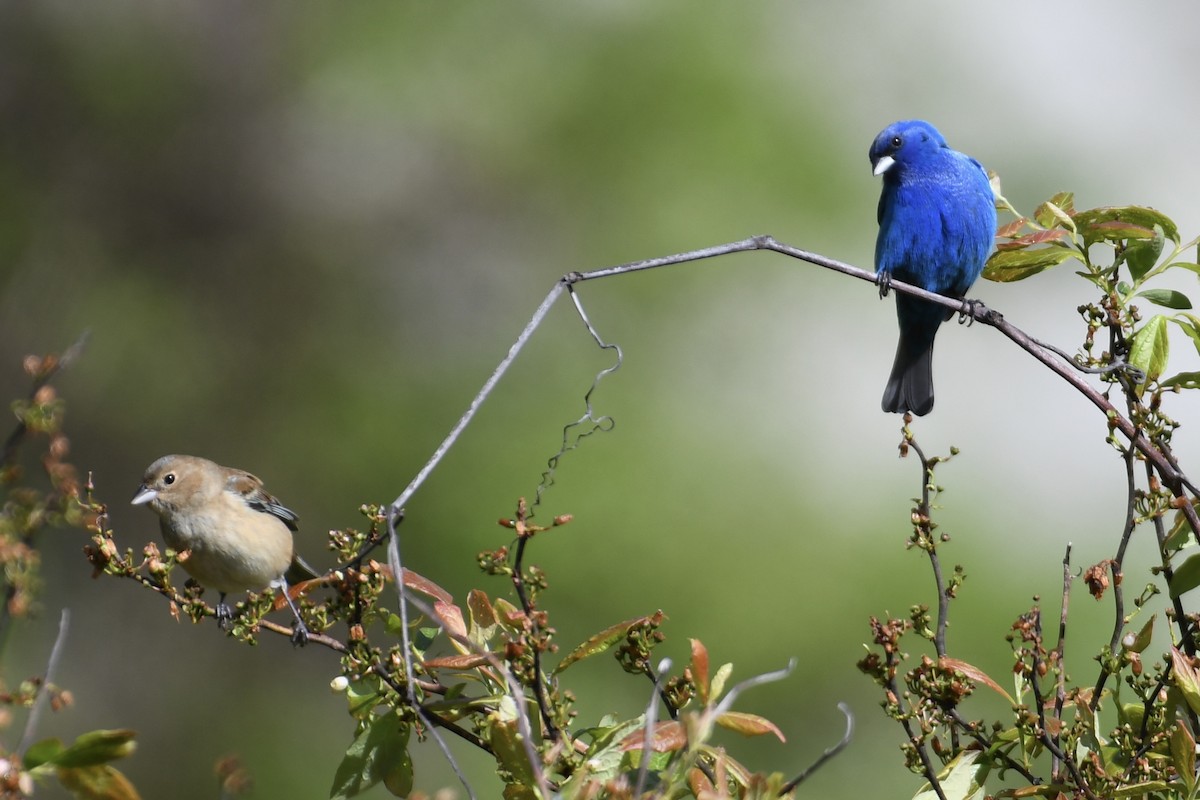 Indigo Bunting - Tim Healy