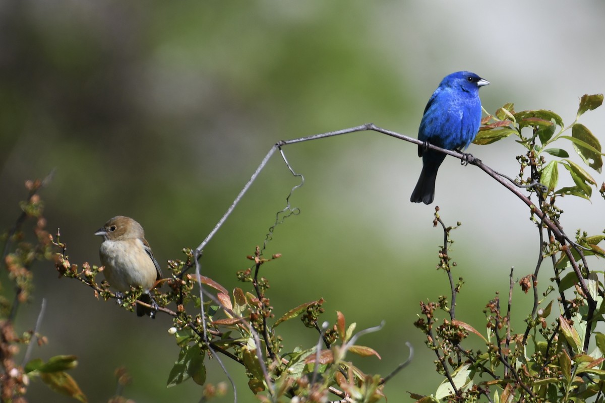 Indigo Bunting - Tim Healy