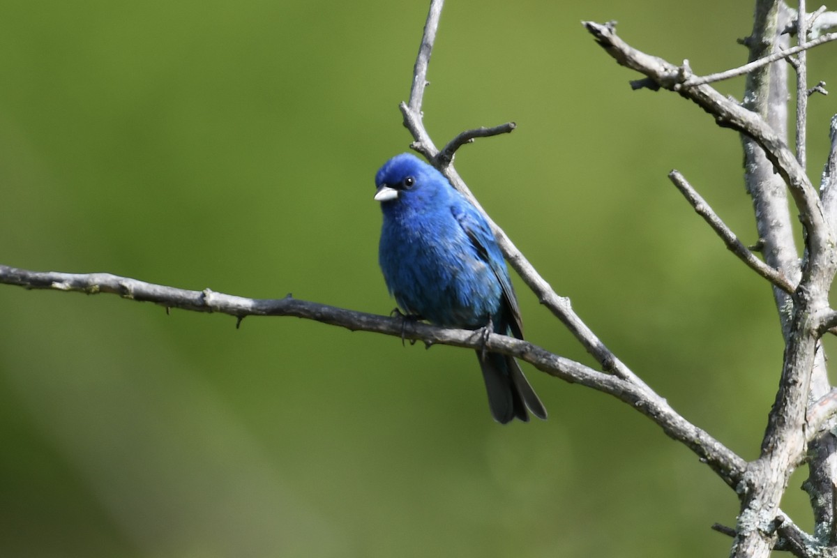 Indigo Bunting - Tim Healy