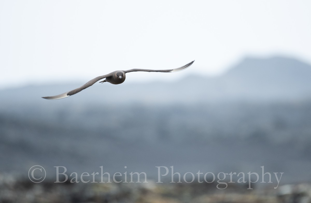 Parasitic Jaeger - ML618907309