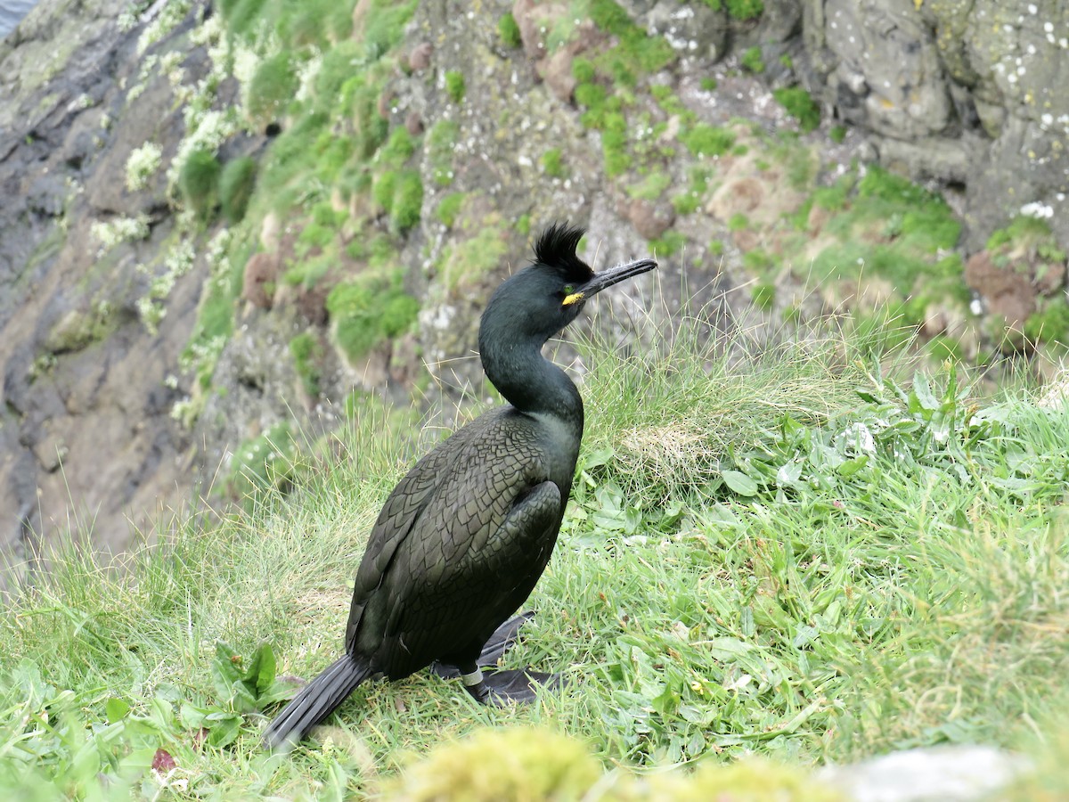 European Shag - ML618907311