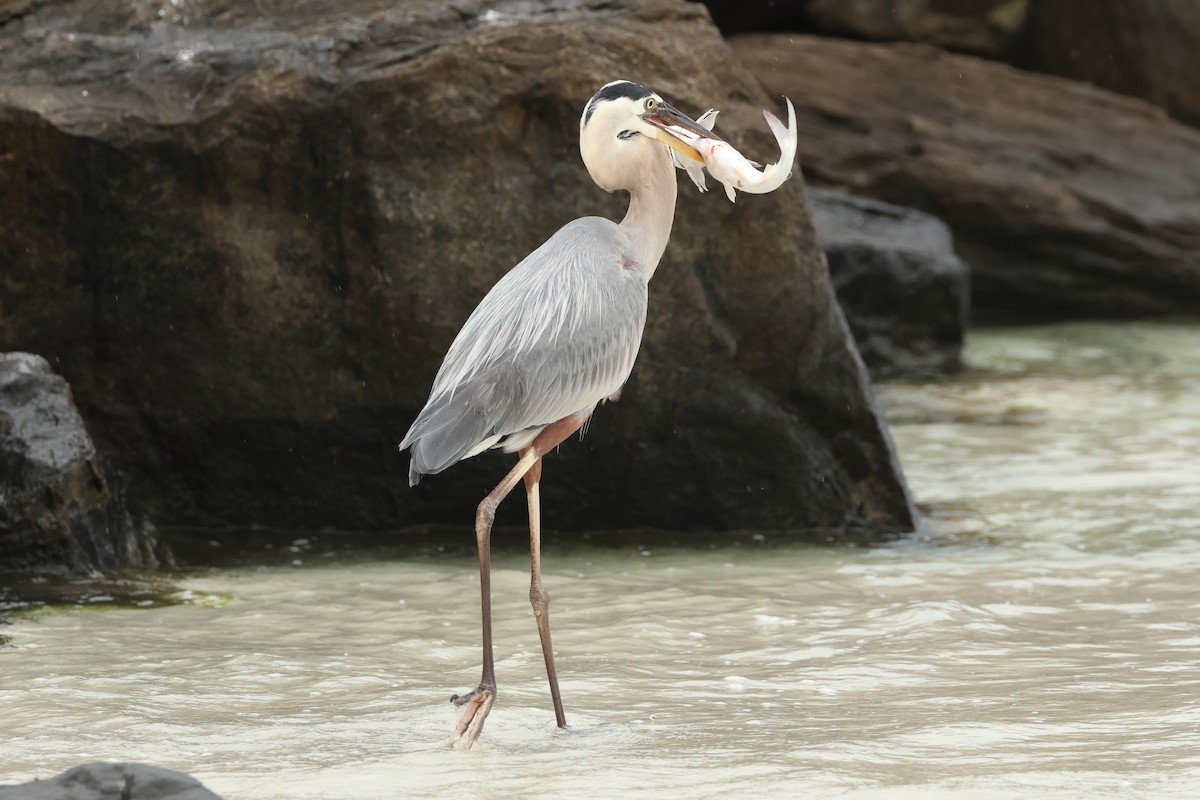 Great Blue Heron - Jim Anderton