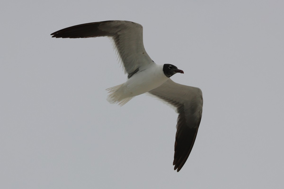 Laughing Gull - Jim Anderton