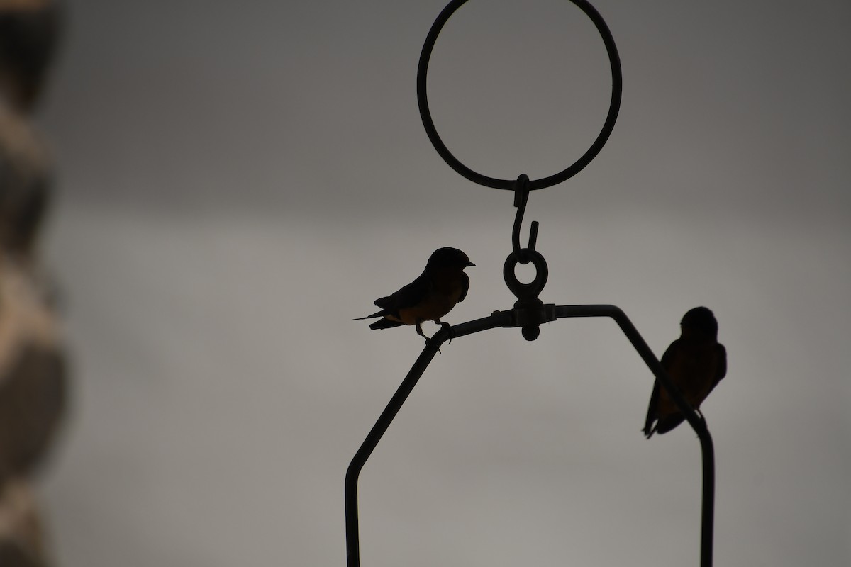 Barn Swallow - Team Sidhu-White