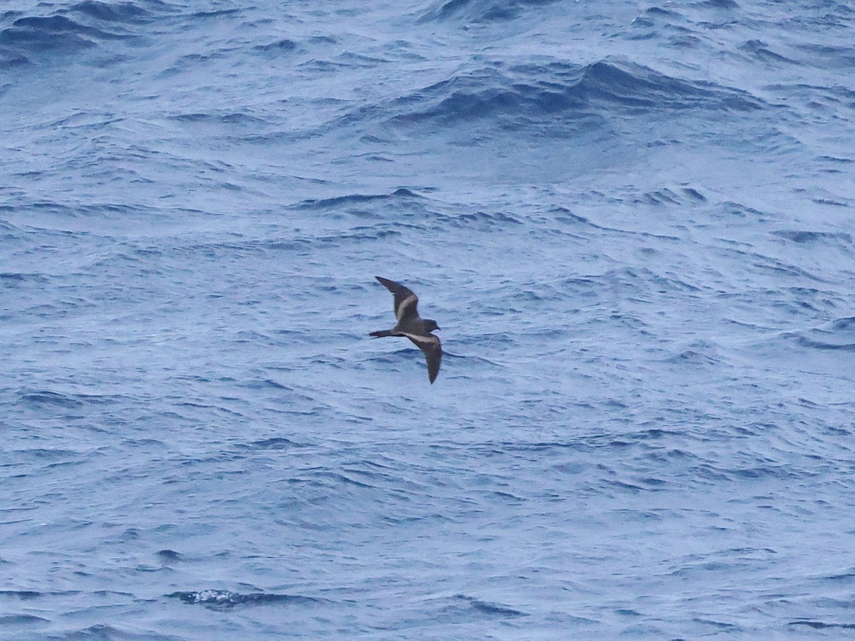 Tristram's Storm-Petrel - ML618907333