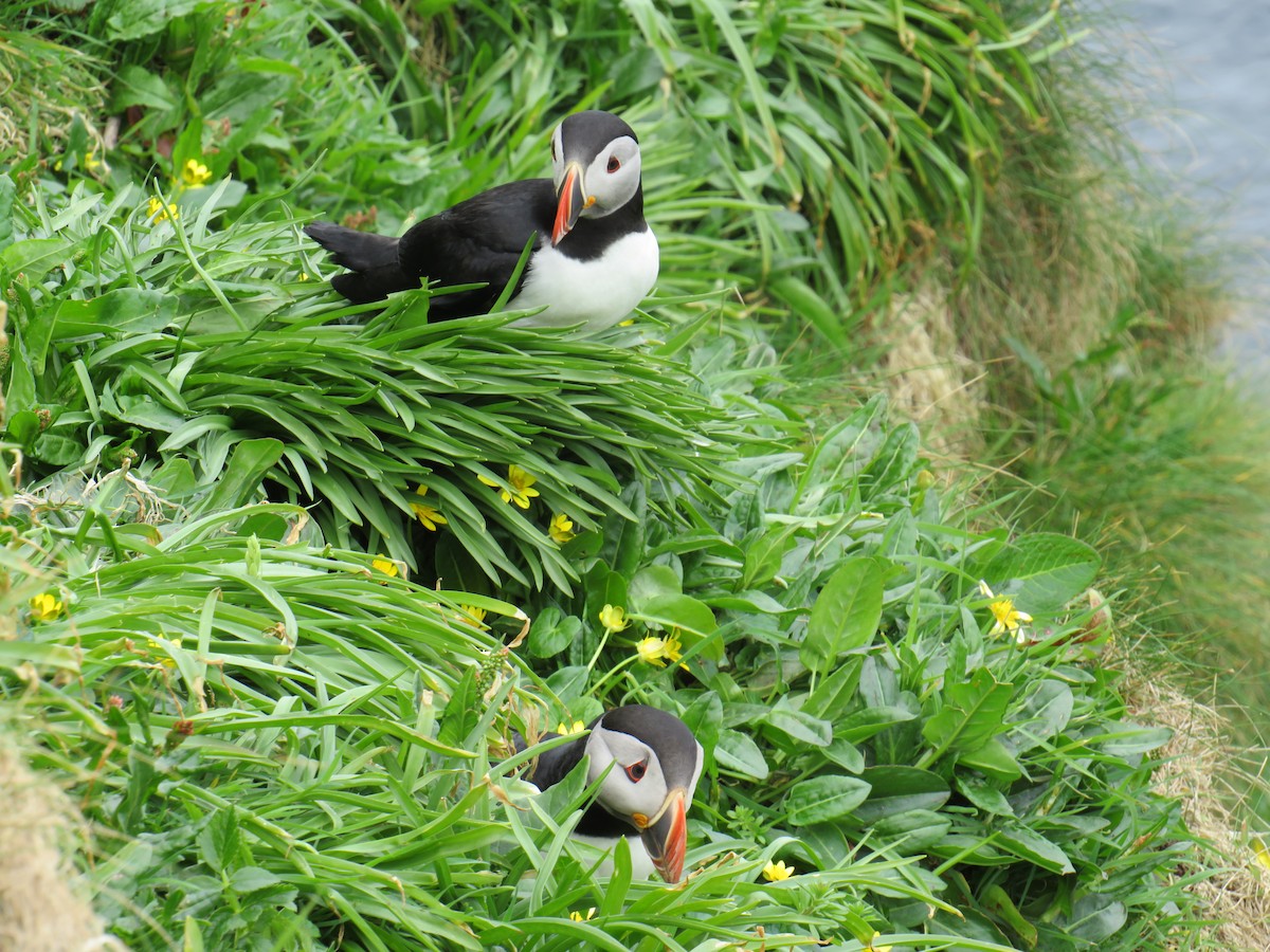 Atlantic Puffin - Sally Bergquist