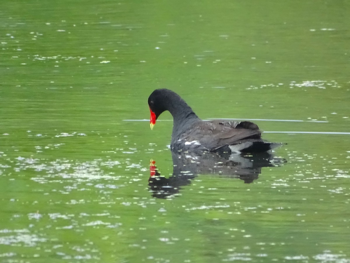 Common Gallinule - Su Snyder