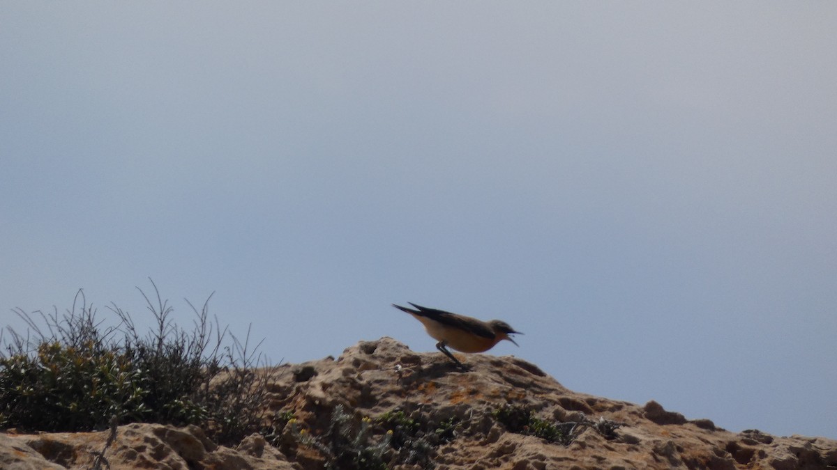 Northern Wheatear - Juan Francisco Fernández Bravo