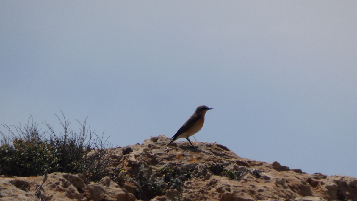 Northern Wheatear - Juan Francisco Fernández Bravo