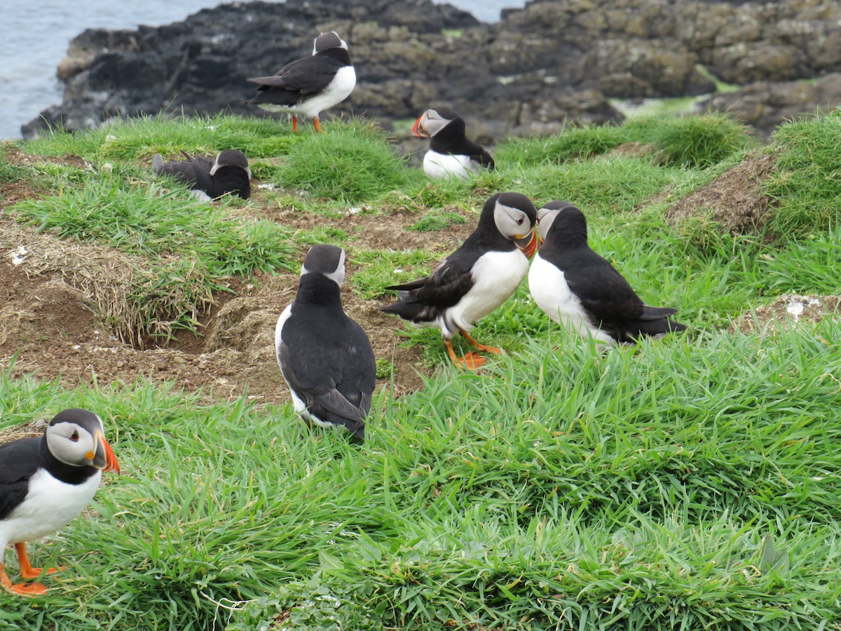 Atlantic Puffin - Sally Bergquist