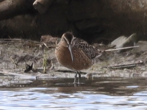 Short-billed Dowitcher - Mike McInnis