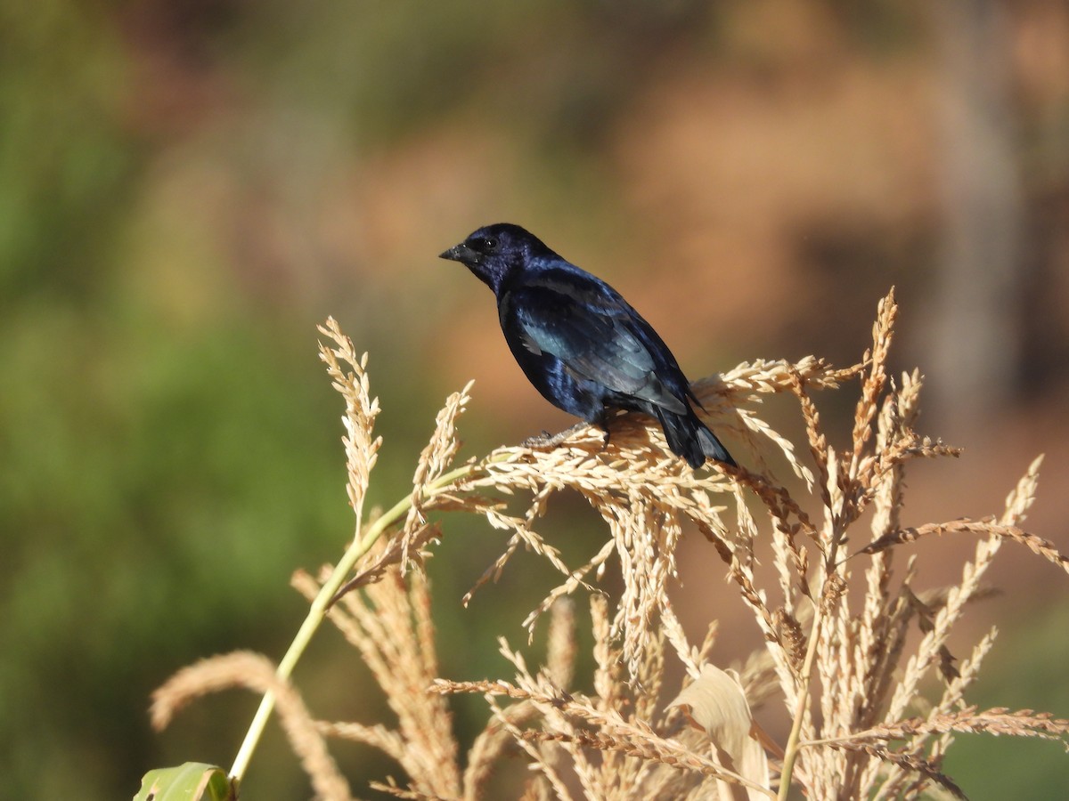 Shiny Cowbird - VICTOR HUGO Achá Garcia