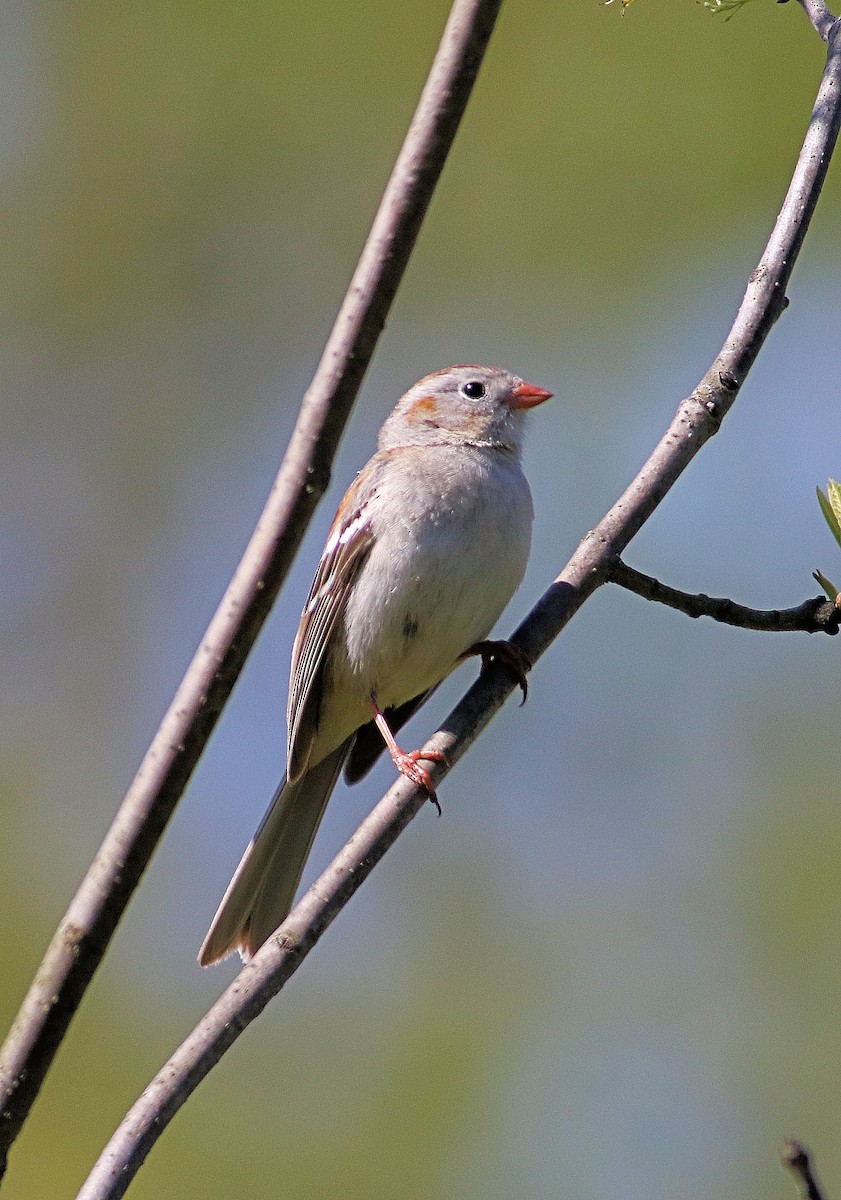 Field Sparrow - John  Cameron