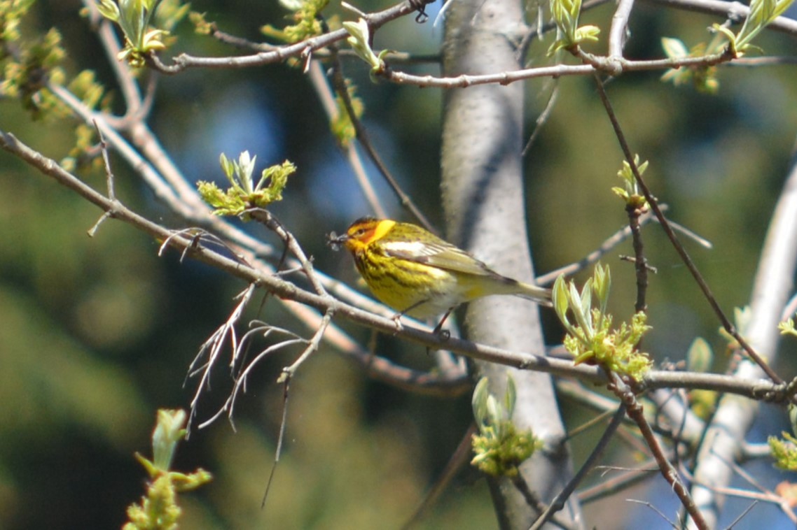 Cape May Warbler - Rich Hanlon