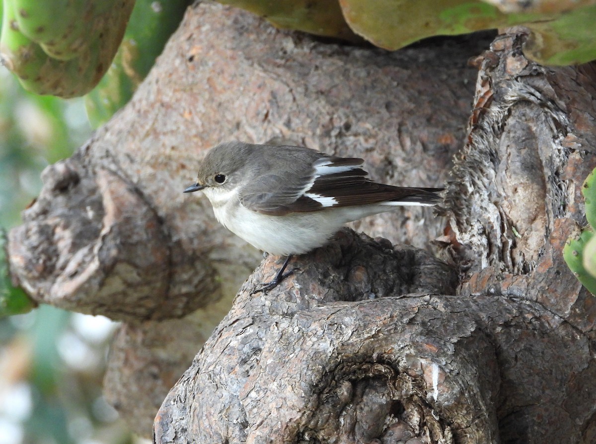 Collared Flycatcher - Francesco Barberini