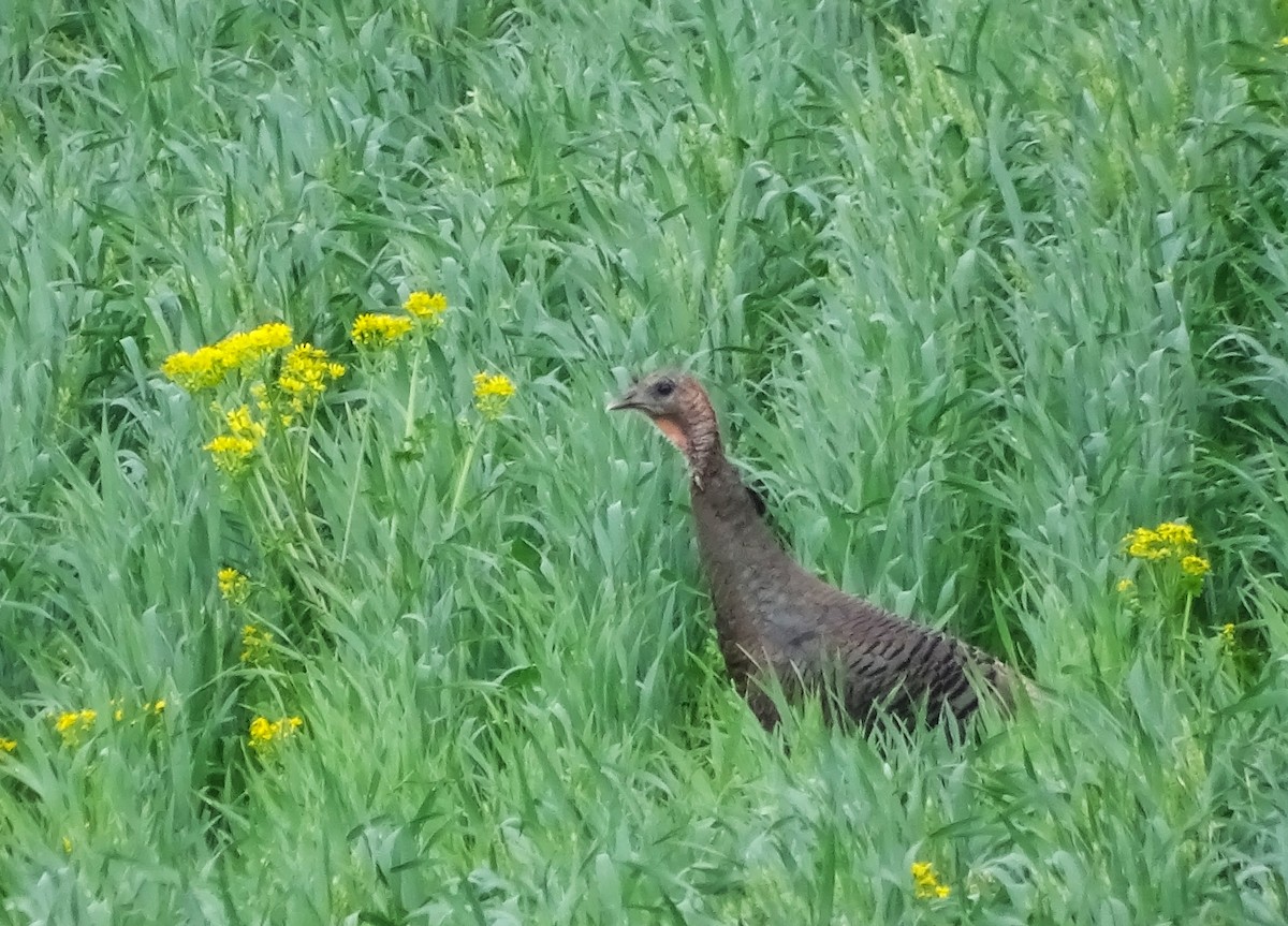 Wild Turkey - ML618907408