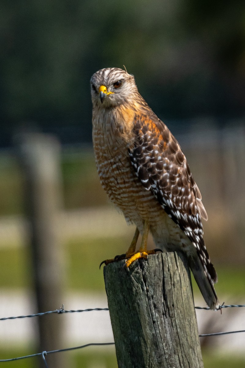 Red-shouldered Hawk - Roger Katzenberg