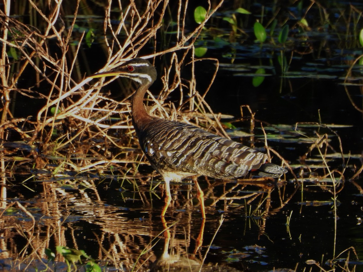 Sunbittern - ML618907423