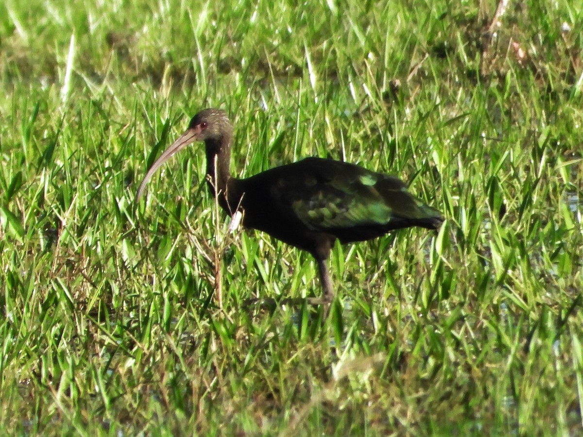 White-faced Ibis - ML618907440