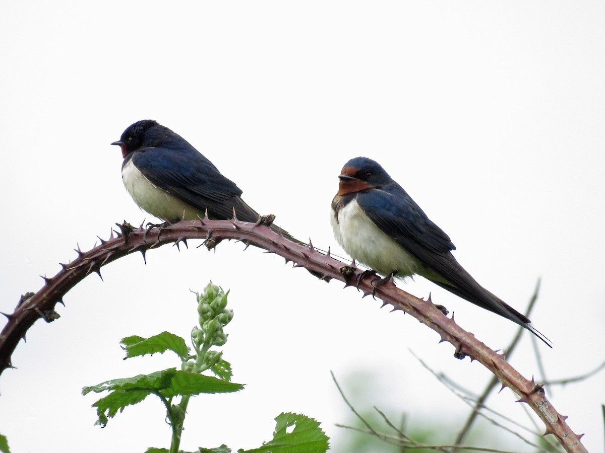 Barn Swallow - David Campbell