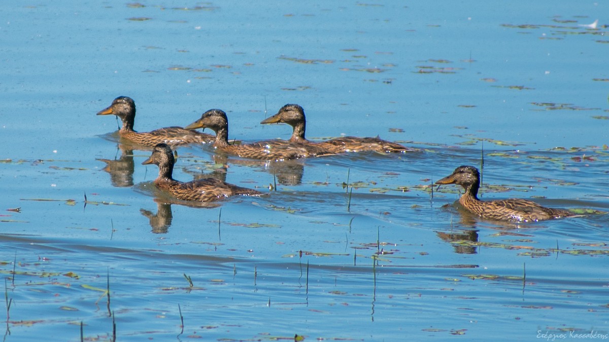 Mallard - Stergios Kassavetis