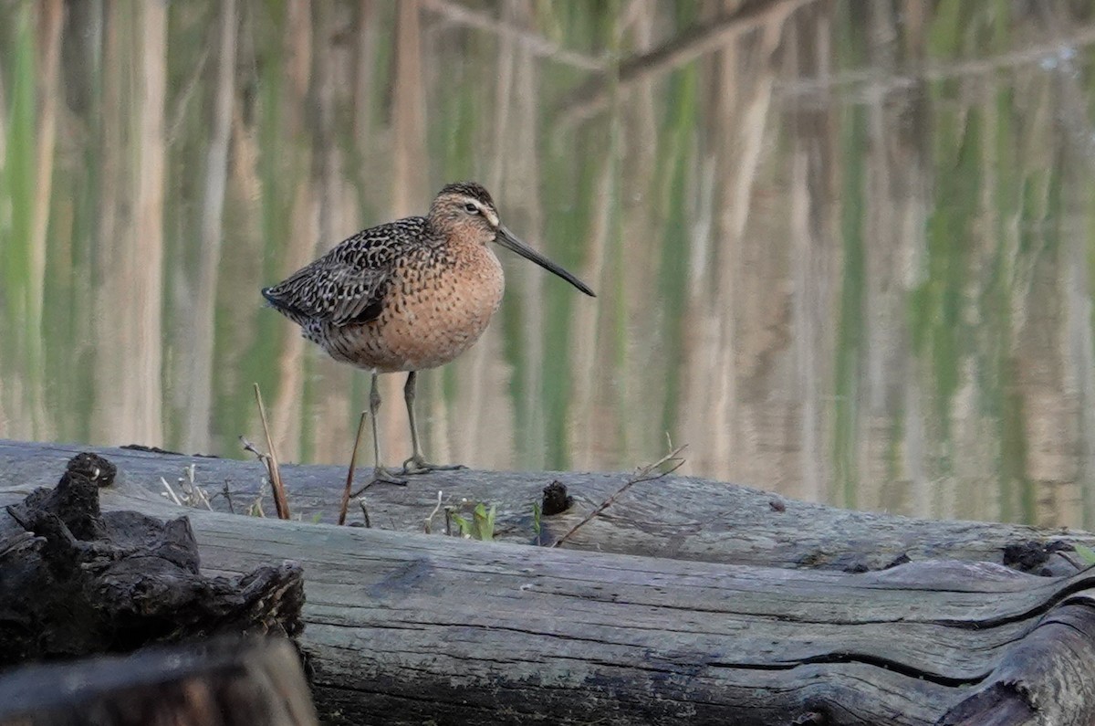 Short-billed Dowitcher - Paul Prior