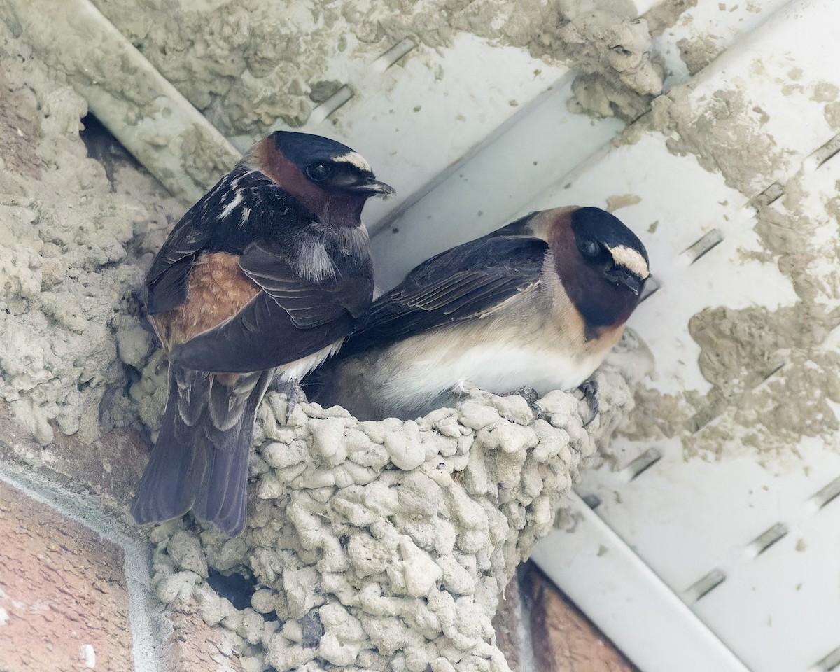 Cliff Swallow - Roy Chatburn