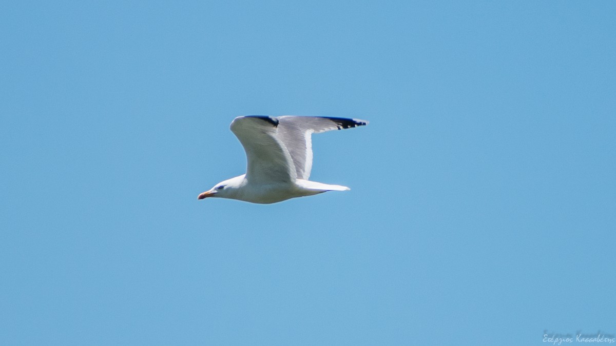 Yellow-legged Gull - Stergios Kassavetis