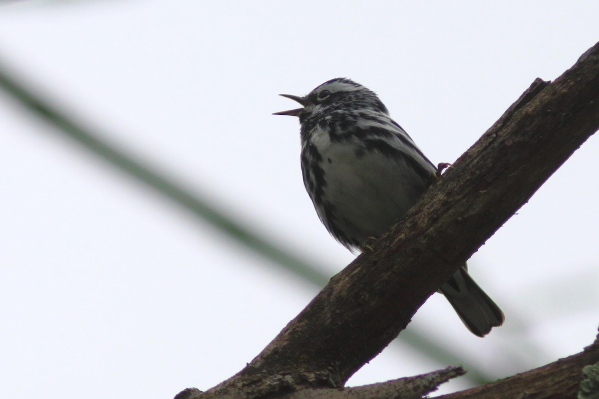 Black-and-white Warbler - ML618907496