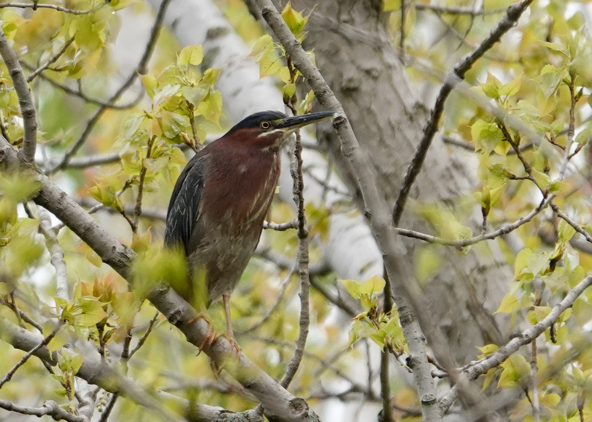 Green Heron - Paul Prior