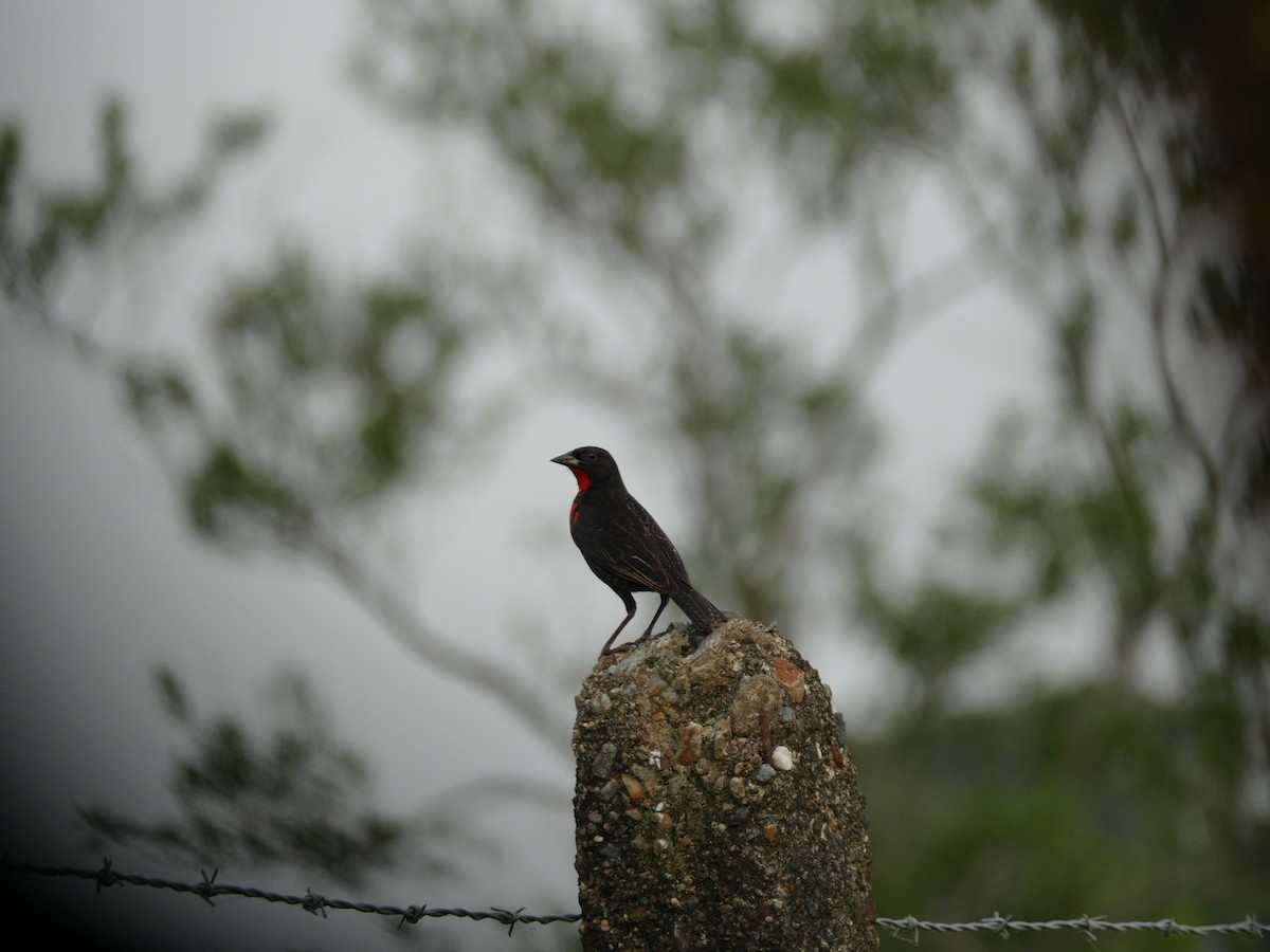 Red-breasted Meadowlark - Eco Reserva Ocelote