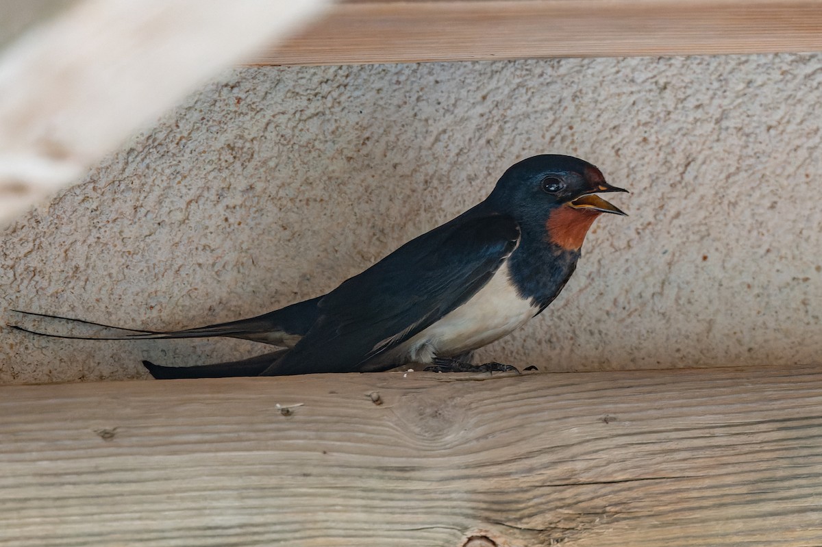 Barn Swallow - lucien ABAH