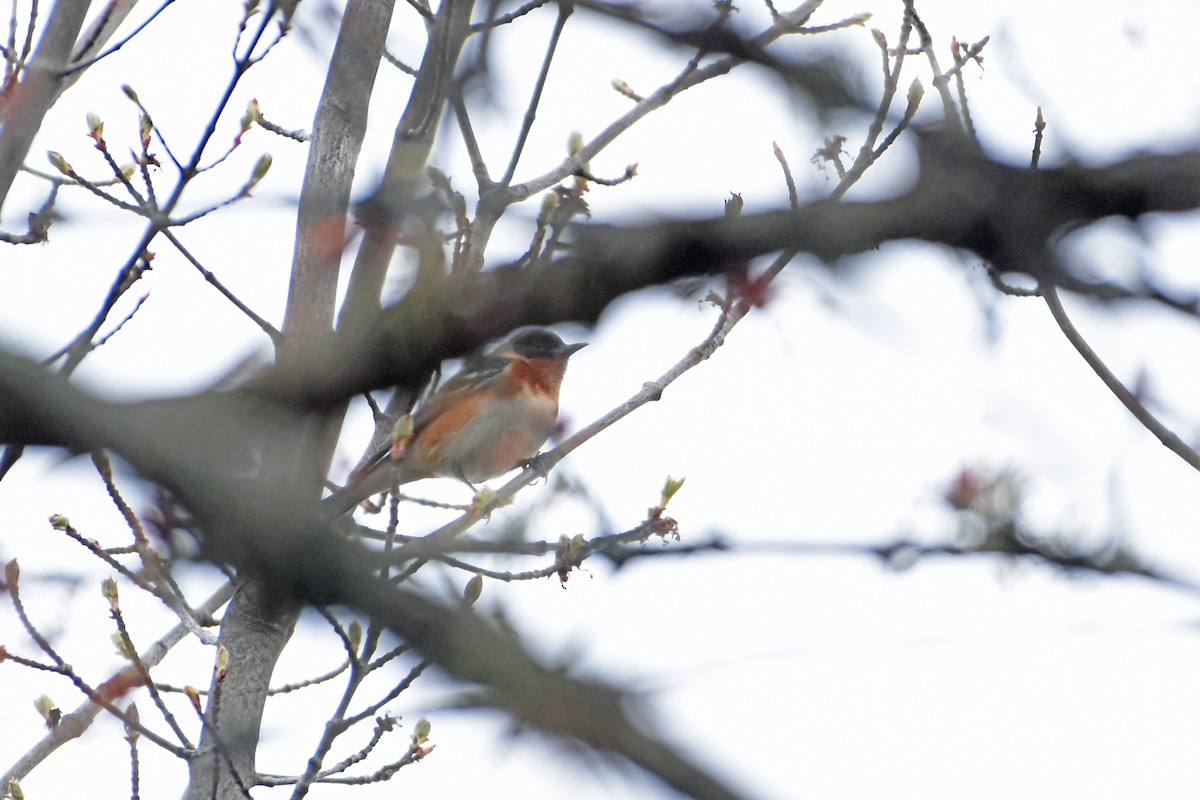 Bay-breasted Warbler - Norma Van Alstine